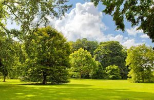 beautiful green fields and trees